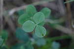 Dutch clover